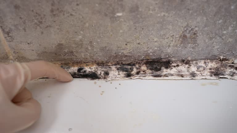 Best Flood Damage  in Lake Dallas, TX