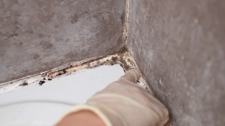 Best Environmental Consulting for Mold Prevention  in Lake Dallas, TX